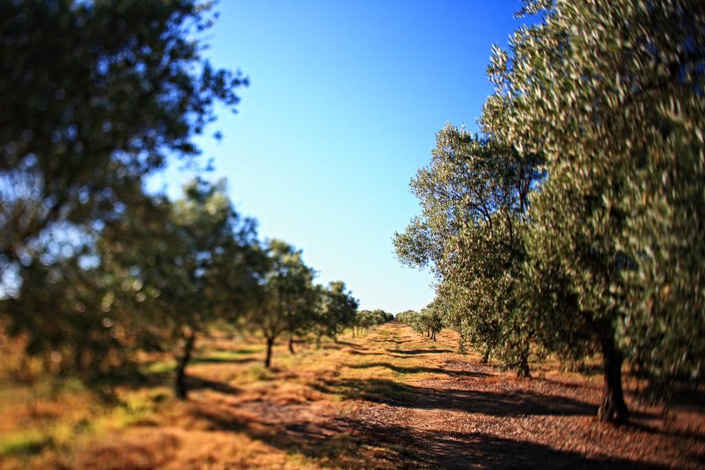 Herdade Da Calada Azaruja Екстериор снимка